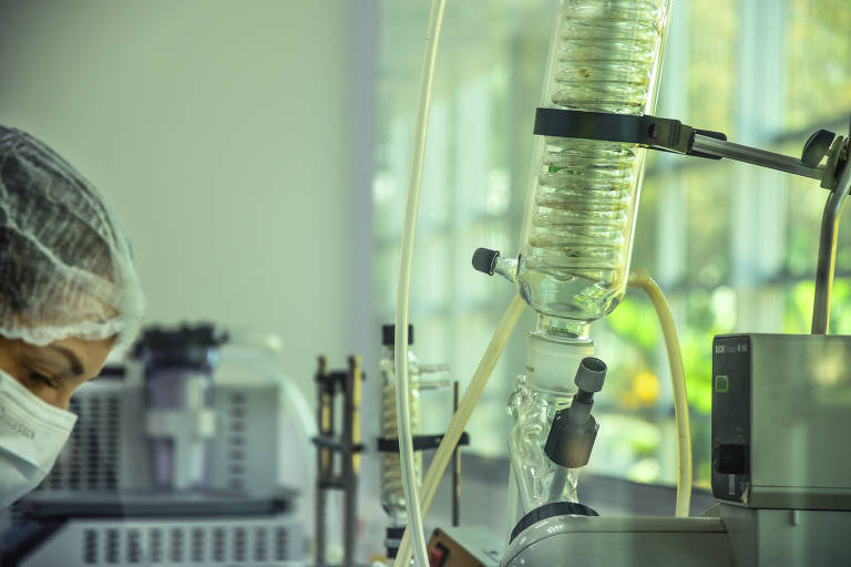 Brasil poderá ter órgãos de porco para transplante em humanos a partir de 2025