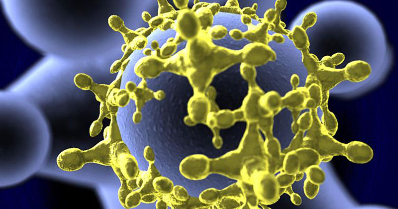 Cientistas da USP explicam em vídeo os ciclos da febre amarela – Jornal da USP