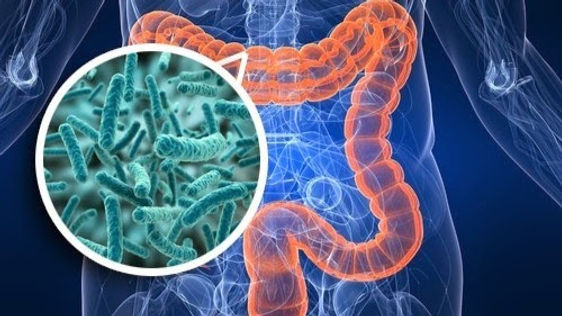 O que é microbiota intestinal?
