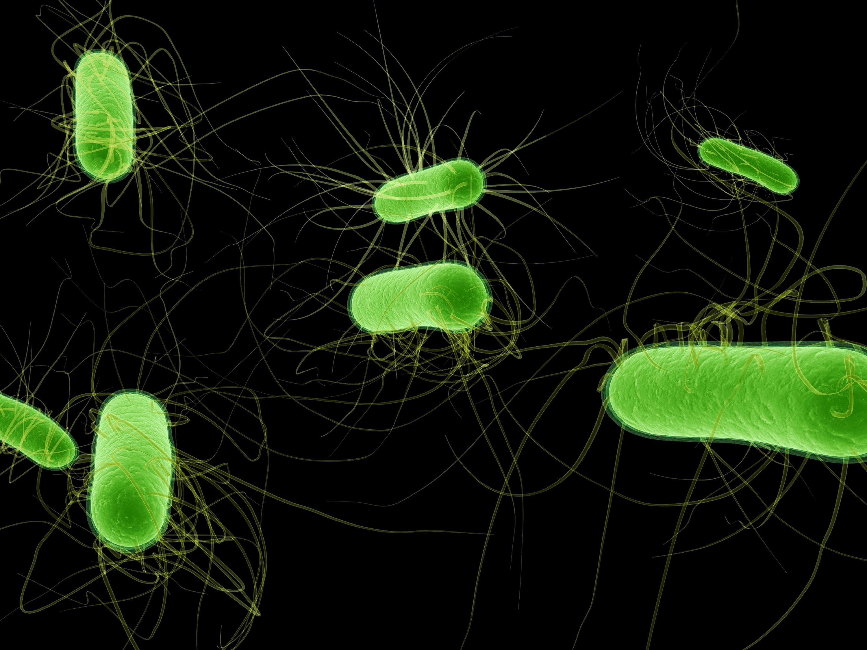 Escherichia coli