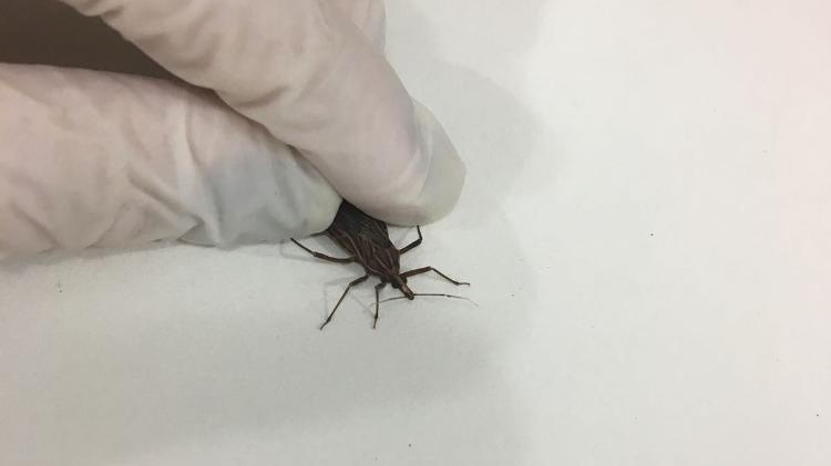 Barbeiro, inseto responsável por transmitir o protozoário da doença de Chagas, o Trypanossoma Cruzi