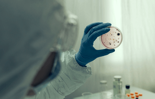 Infectologia – MedDoctor