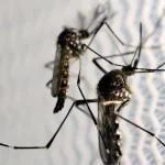El Niño pode elevar risco de dengue e chikungunya no Brasil; Ministério da Saúde alerta estados para reforçar vigilância
