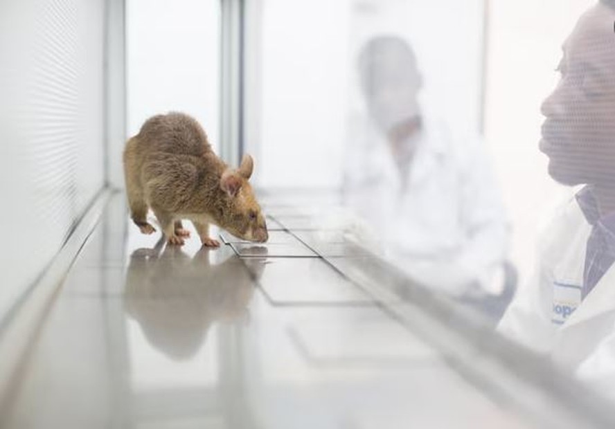 Rato treinado em laboratório para detectar tuberculose em amostras de escarro de pacientes