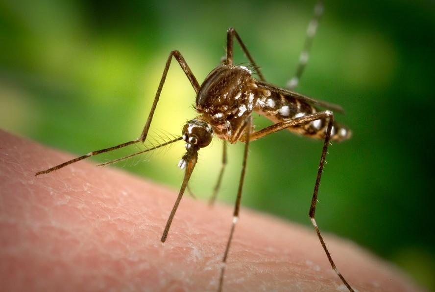 Uma fêmea de mosquito Aedes aegypti se prepara para picar o dedo de uma pessoa