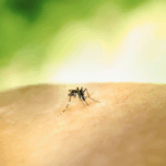 JOTA: Relatório da OMS sobre doenças negligenciadas aponta ações que interessam ao Brasil