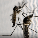 Agência Brasil: Dia D de combate ao Aedes aegypti ocorre neste sábado em todo o país