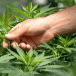 Confira as principais notícias do dia no Clipping da Agência Aids (09/11/25)