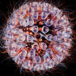 Mais próximo da cura: os novos resultados promissores na batalha contra o HIV — VEJA