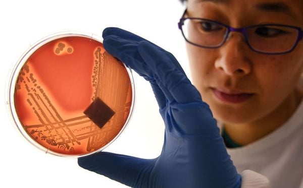 Superbactéria Staphylcocus epidermidis em uma placa de ágar em Melbourne. Os cientistas estudam essa nova variante resistente a todos os antibióticos conhecidos que podem causar infecções 
