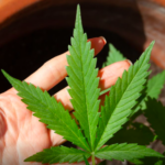 Anvisa discute nesta quarta regras para a produção de cannabis no país, destaca Agência Brasil