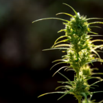 Doses mínimas de THC mostram benefícios no tratamento do HIV, aponta estudo divulgado pelo O Globo