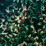 Mpox: OMS confirma surgimento de nova variante e recomenda vigilância, destaca O Globo