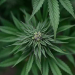 AFP: Maconha de uso medicinal recebe nova classificação nos EUA e tem acesso facilitado; entenda