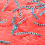 Sífilis: infectologista lista principais sintomas e riscos da doença – Metrópoles