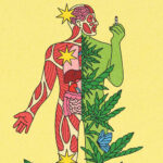 O que os médicos querem que você saiba sobre cannabis e saúde – Folha de S. Paulo
