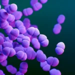Vacina ‘turbinada’ contra pneumonia e meningite é incorporada pelo SUS; conheça – VEJA