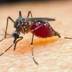 Malária se concentra na Amazônia e expõe desigualdades de saúde, destaca Correio Braziliense