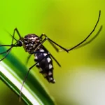 Autoridades de saúde intensificam ações de combate ao Aedes aegypti, informa Rádio Agência